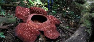 rafflesia-arnoldi-hutan-lindung-bukit-daun